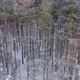 Flight Over a Taiga Forest in Winter - VideoHive Item for Sale