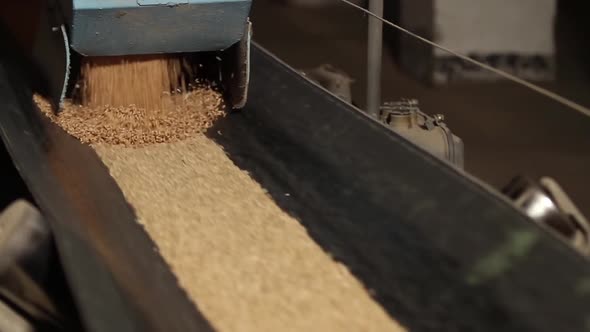 Wheat Grains Are Poured Onto Moving Conveyor Belt.