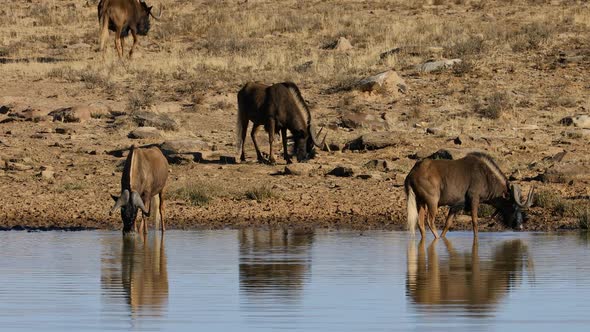 Black Wildebeest At A Waterhole - South Africa