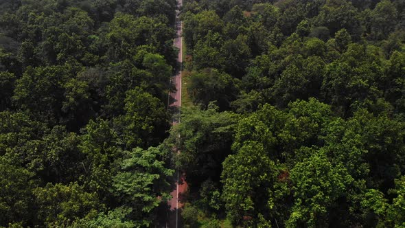 Soaring over long stretch of highway in the middle of a lush green deep forest, Uttarakhand, India