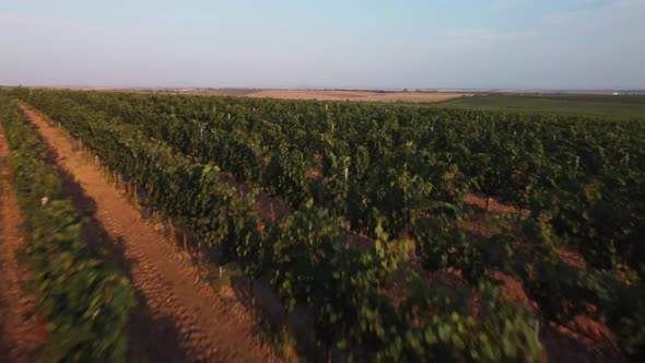 Beautiful Aerial View of Vineyards