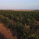 Beautiful Aerial View of Vineyards - VideoHive Item for Sale