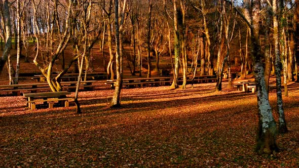 Orange Autumnal Woodland Scene With Long Empty Wood Bench. Slow Dolly Left