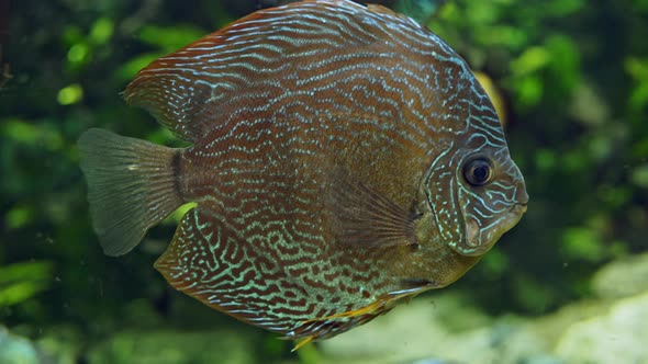 Blue Discus Fish in Aquarium, Tropical Fish. Symphysodon Discus From Amazon River.