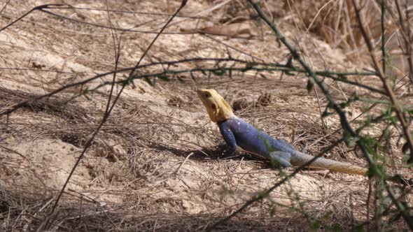 Agama lizard running away 