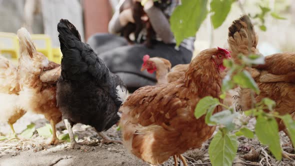 Chickens Run Around in the Hen House