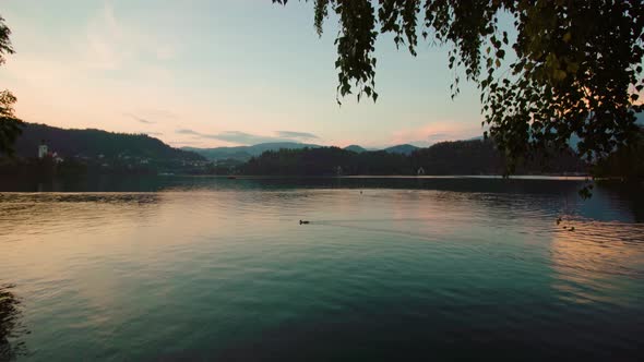 Lush Tree Branch Hanging Above Bled Lake Water at Sunset