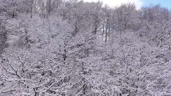 Snowy Trees