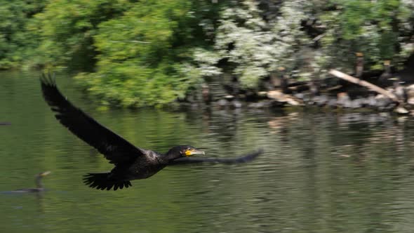 The great cormorant (Phalacrocorax carbo) flying over the lake