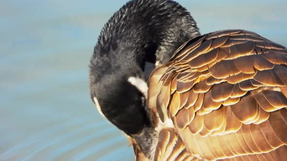 Canadian goose grooming itself. Handheld, close up