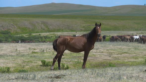 Horse Standing In The Pasture