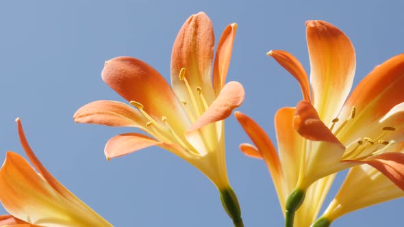 Orange monocot flowering lily plant  close-up 4K 2160p 30fps UltraHD  footage - Beautiful Clivia min