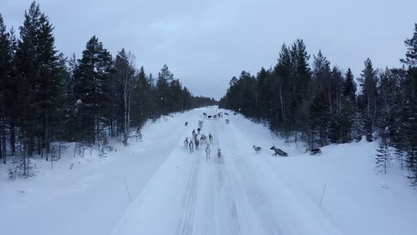 Aerial View of Herd of Reindeer, Which Ran on Snow in Norway Road