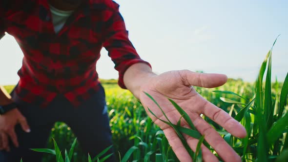 Silhouette and Closeup of Hand Male Farmer Who Touches Grown Green Plants on Agricultural Lawn