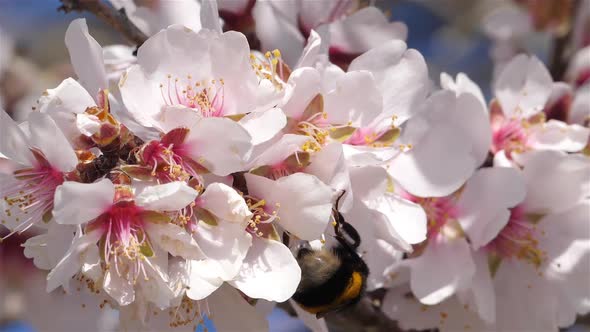 Almond tree during the spring season