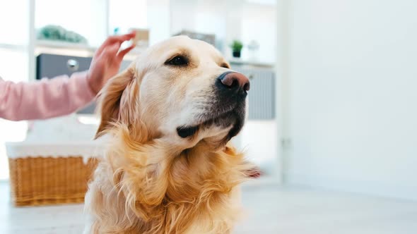 Little Girl Petting Golden Retriever Dog