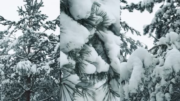 Snow Covered Pine Trees In Winter Forest