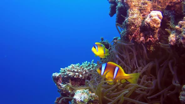 Tropical Underwater Clownfish