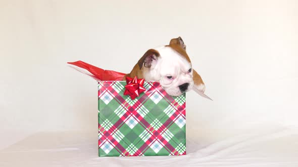 bulldog puppy in christmas present box chewing everything 4k