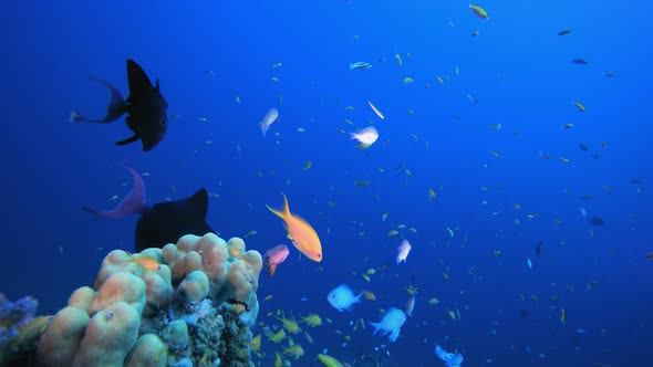 Tropical Seascape Underwater Life