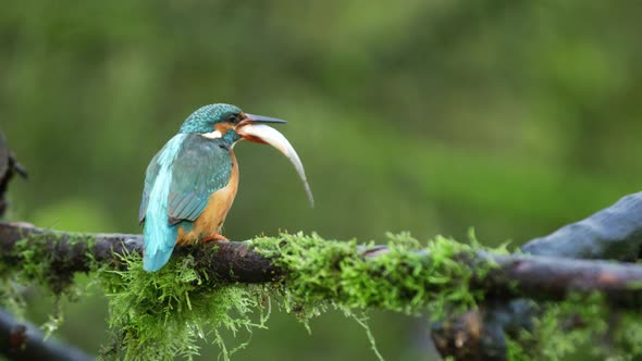 Close up of a kingfisher bird sitting on a moss covered branch as it eats a fish, slow motion