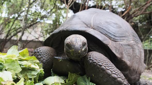 Feeding Huge Aldabra Giant Tortoise Green Leaves in Reserve Zanzibar Africa