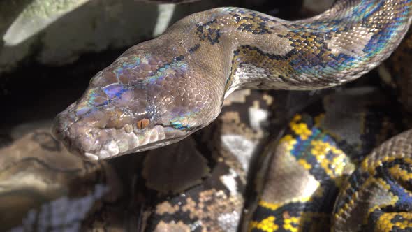 Reticulated Python Snake in South Asia