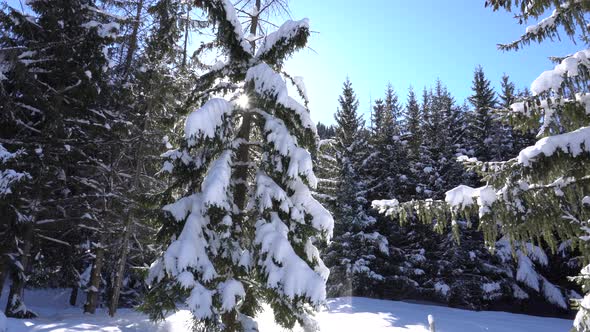 Winter Forest in the Mountains