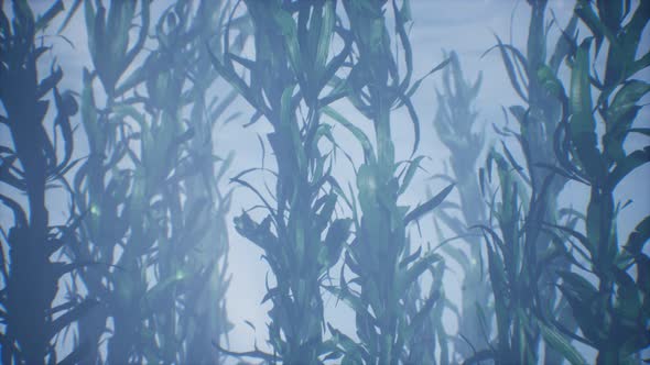 Underwater Grass Forest of Seaweed