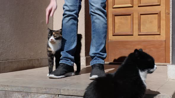 Man Stroking His Cat In Front Of Door Of House