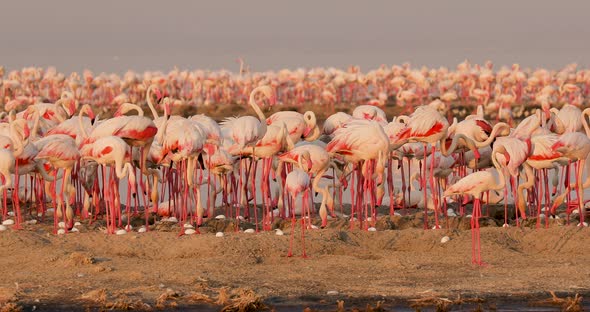 A Group of Pink Flamingos Guards Their Eggs on an Island in a Salt Lake