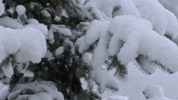 Pine Tree Heavy with Fresh Snow Winter Outdoor Scene