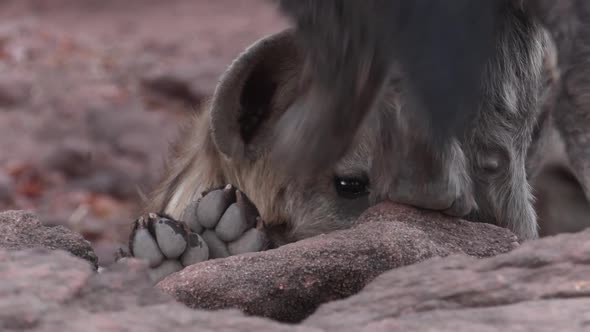 Closeup of a cute spotted hyena cub's face peeping over a rock, Mashatu Botswana.