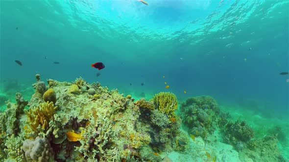 Coral Reef and Tropical Fish. Philippines.