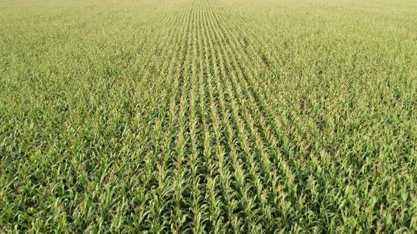 Corn Field Drone Flying Over the Green Stalks of Corn During Ripening