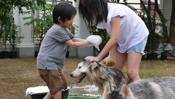 Asian Children Wash Siberian Huskydog On Summer Day