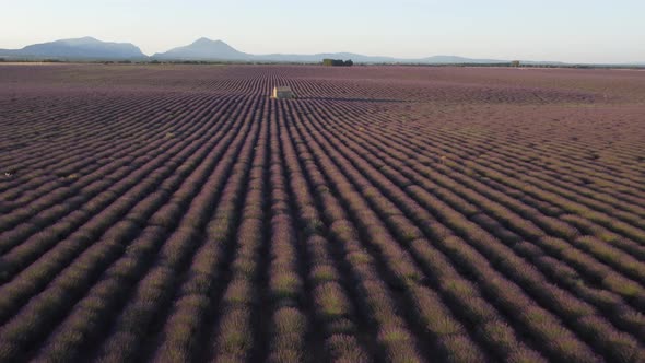 Lavender Field in Plateau de Valensole