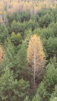 Vertical Video of an Autumn Forest During the Day