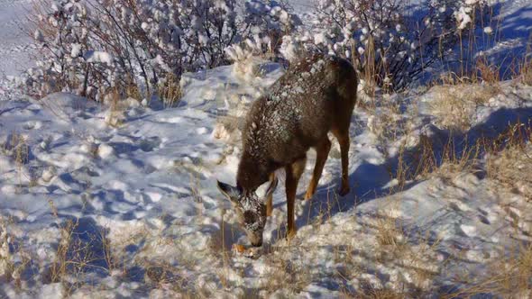 Snow covered Mule Deer fawn eating a pumpkin during the winter in Colorado