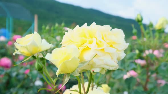 Beautiful delicate picturesque bush blooming roses on a summer day in the park. Rose garden.