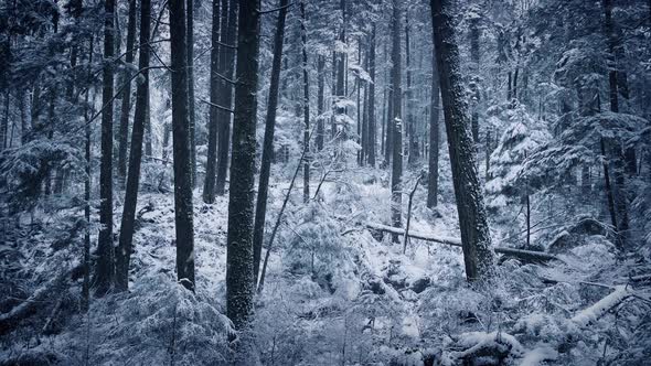 Winter Woodland In The Snow