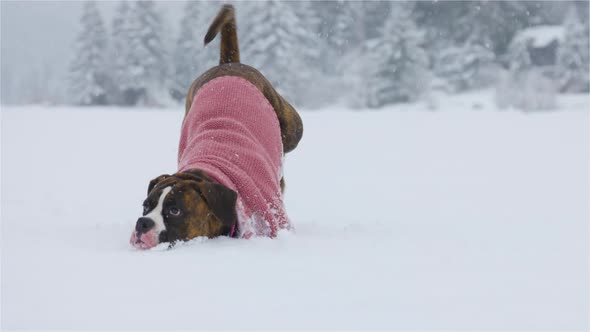 Dog Playing in the Snow
