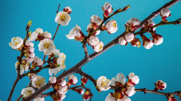 White Flowers Bloom on a Tree Branch