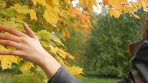 Camera Follows Woman Hand Touching Yellow Maple Leaves