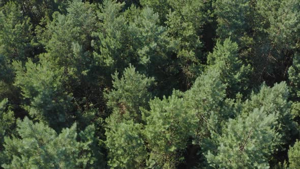 Top View On Trees In The Forest