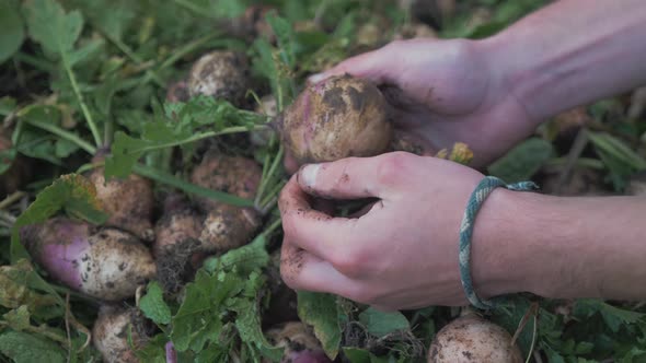 Rubbing organic home grown turnip in hands