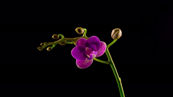 Blooming Purple Orchid Phalaenopsis Flower