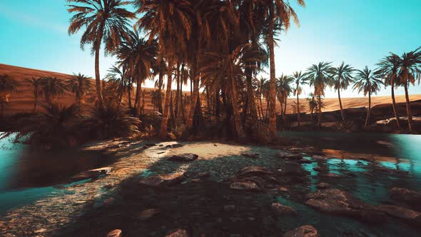 Palm Trees in Sahara Desert