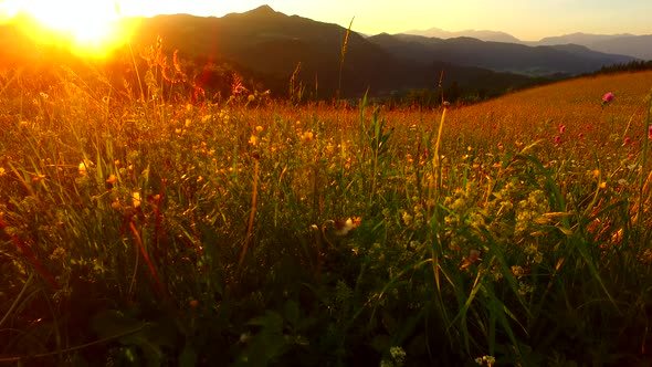 Intensive and Bold Sun Rays Over Pastures