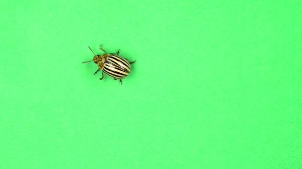 Colorado Potato Beetle Bug Walking on Green Screen